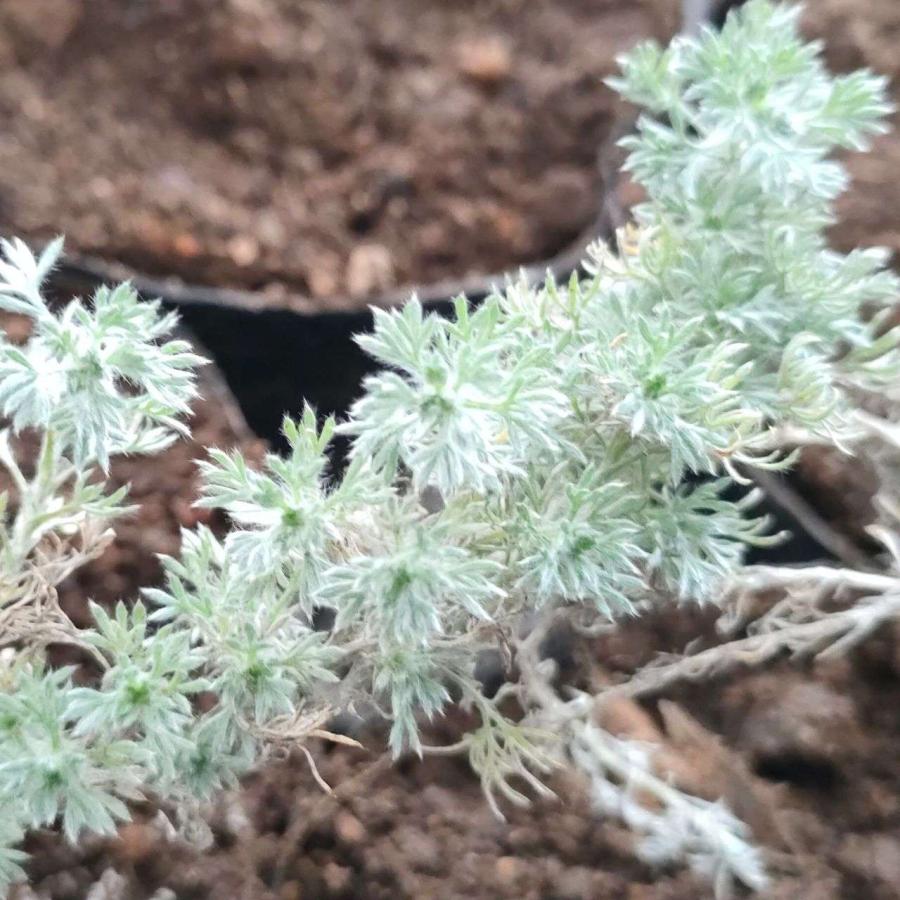 マンシュウアサギリソウ 種子 | フリンジ・ヤマヨモギ - 北半球のヨモギ - 種子 |  | 04