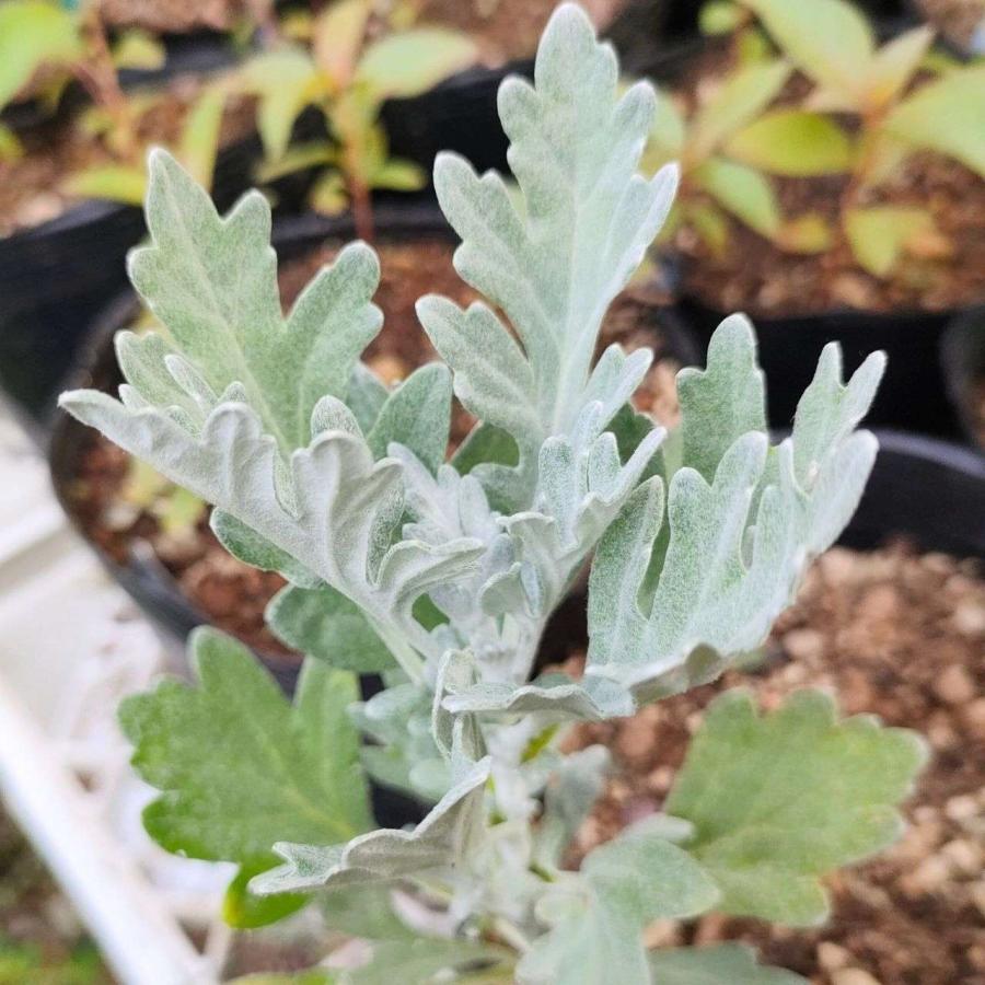 シロヨモギ 種子 | 白い絹毛のヨモギ - 種子 | 