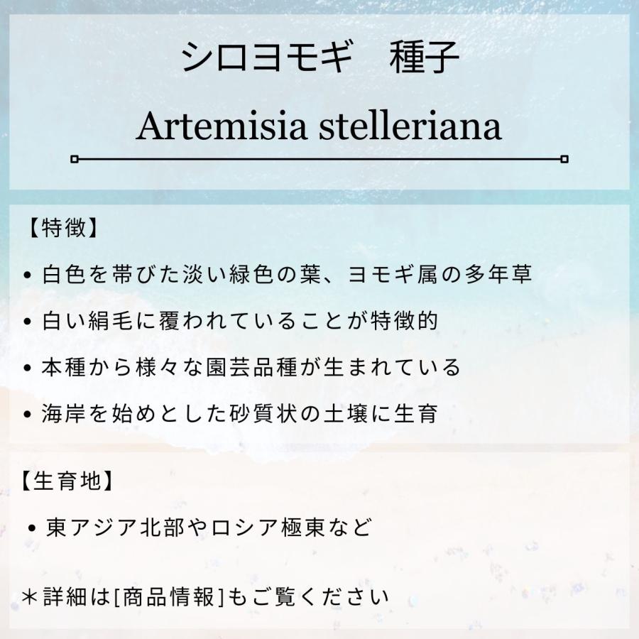 シロヨモギ 種子 | 白い絹毛のヨモギ - 種子 |  | 01