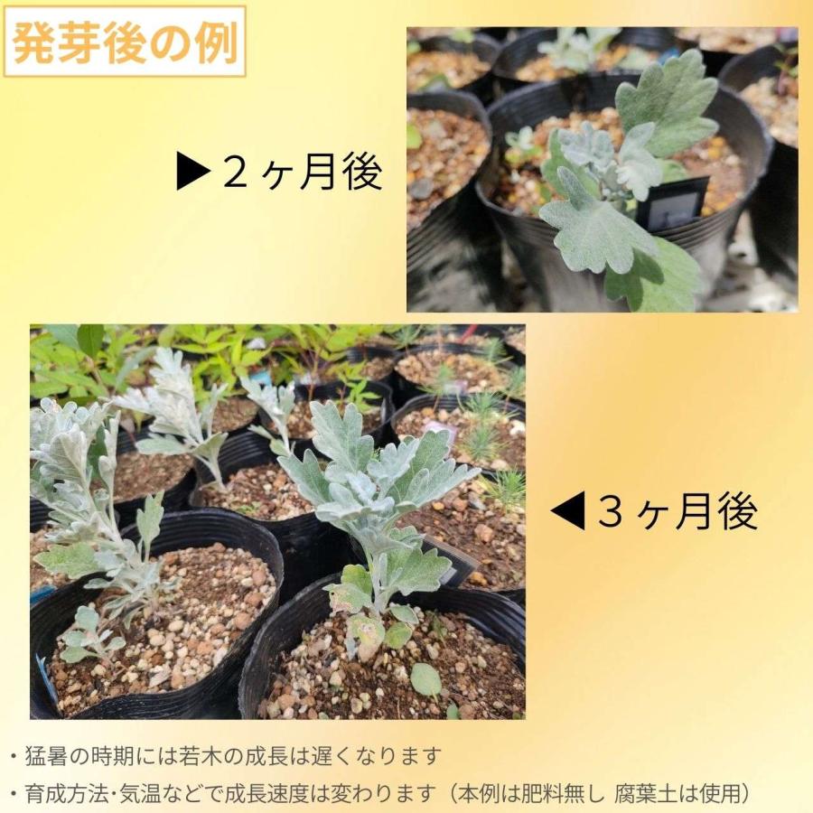 シロヨモギ 種子 | 白い絹毛のヨモギ - : KUGEL - 通販 - Yahoo