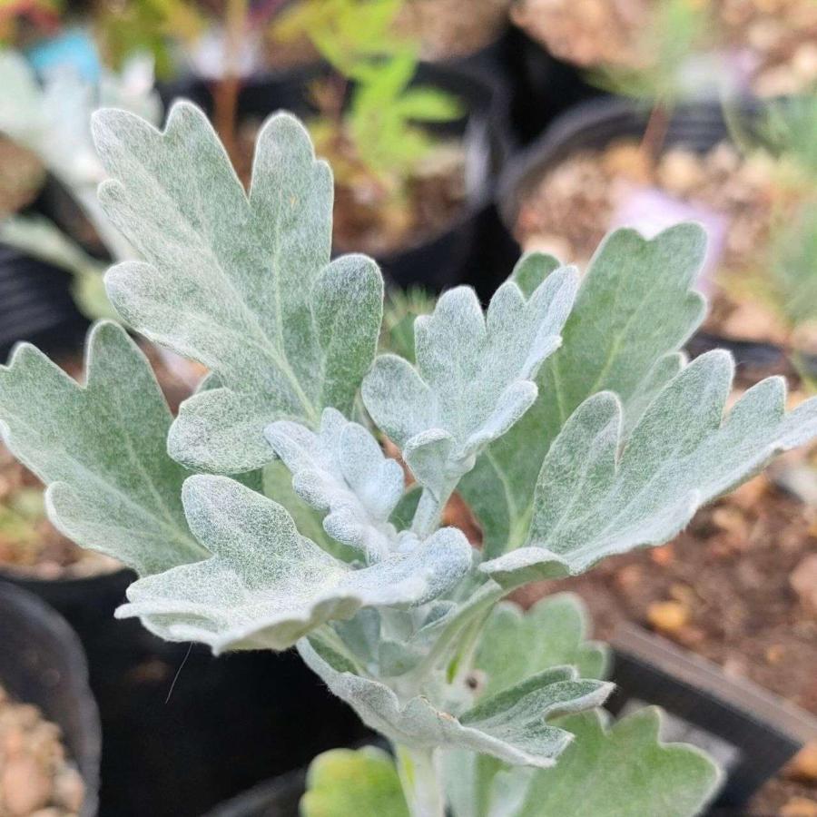 シロヨモギ 種子 | 白い絹毛のヨモギ - 種子 |  | 03