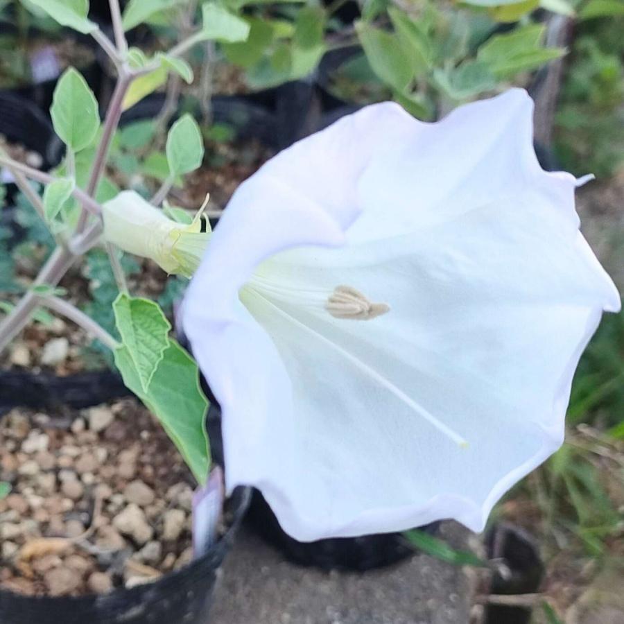 ケチョウセンアサガオ 種子 | アメリカチョウセンアサガオ - 北アメリカのチョウセンアサガオ - 種子 | 