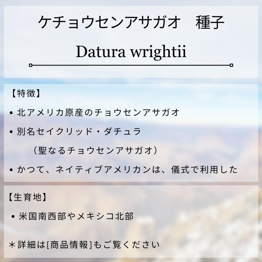 ケチョウセンアサガオ 種子 | アメリカチョウセンアサガオ - 北アメリカのチョウセンアサガオ - 種子 |  | 01
