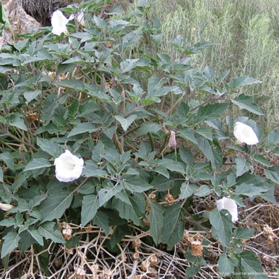 ケチョウセンアサガオ 種子 | アメリカチョウセンアサガオ - 北アメリカのチョウセンアサガオ - 種子 |  | 02