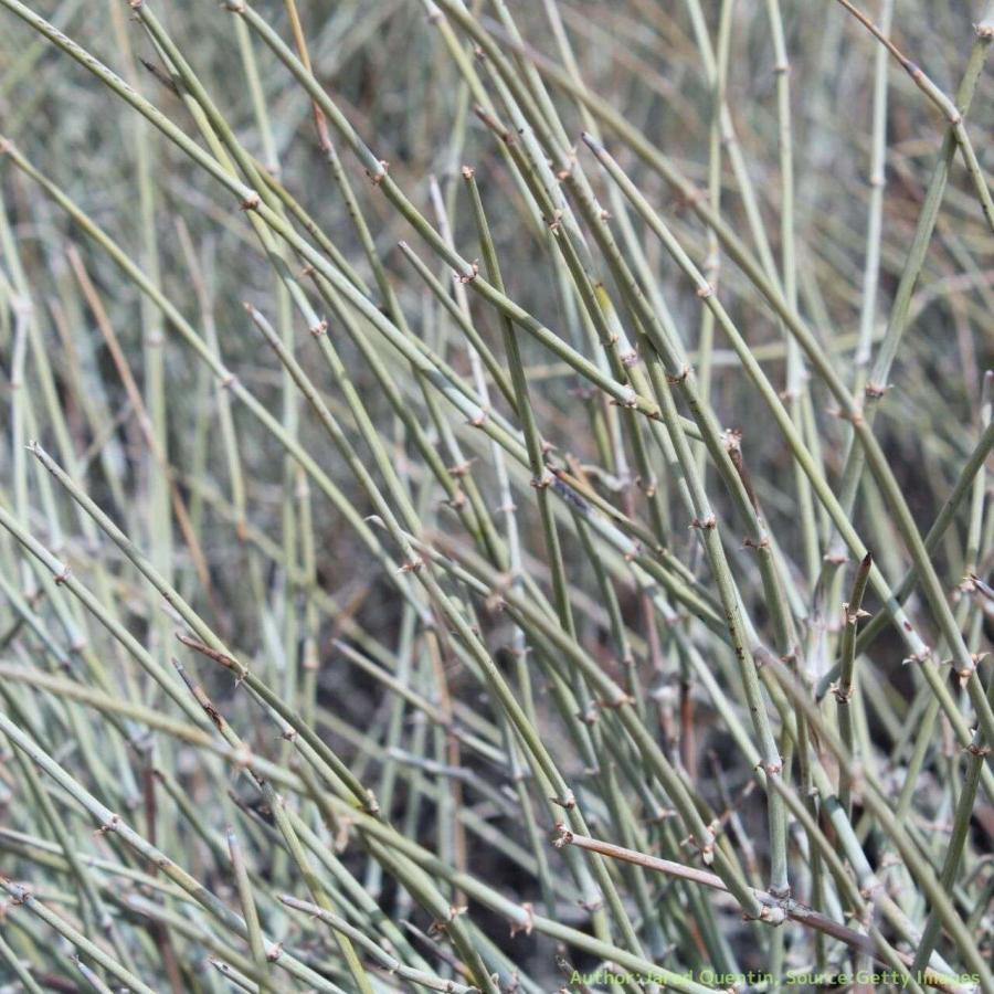 ネバダマオウ 種子 | エフェドラ・ネヴァデンシス - 北アメリカのマオウ - 種子 | 