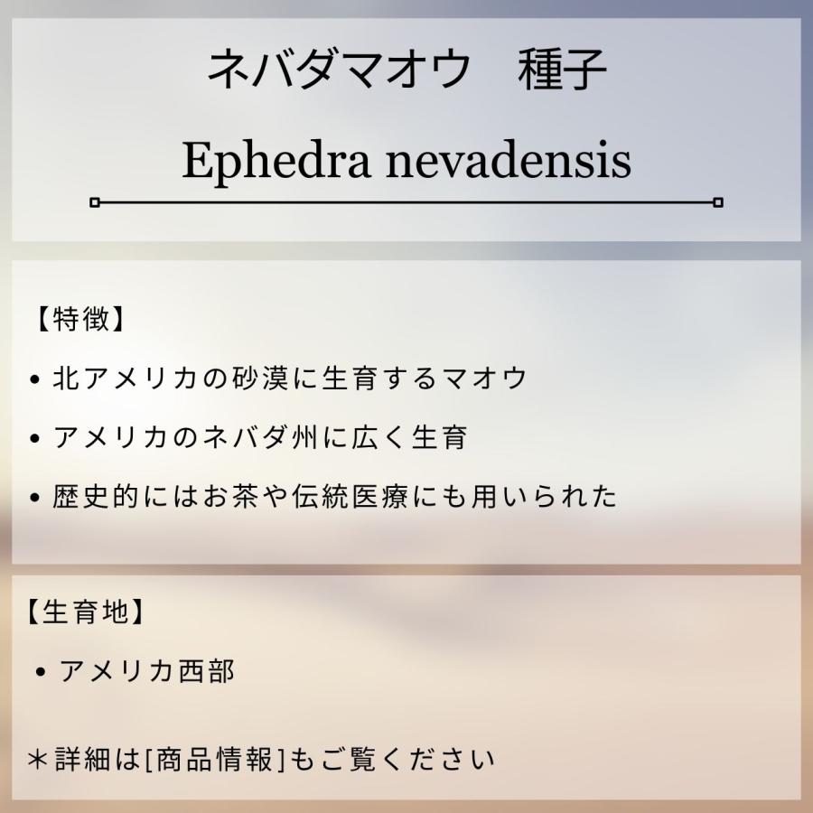ネバダマオウ 種子 | エフェドラ・ネヴァデンシス - 北アメリカのマオウ - 種子 |  | 01