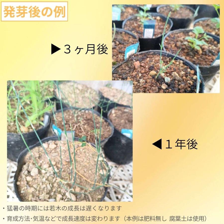 ネバダマオウ 種子 | エフェドラ・ネヴァデンシス - 北アメリカのマオウ - 種子 |  | 02