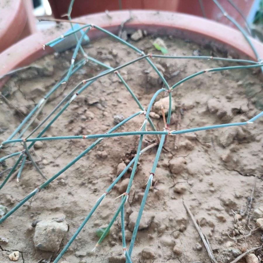 ネバダマオウ 種子 | エフェドラ・ネヴァデンシス - 北アメリカのマオウ - 種子 |  | 03