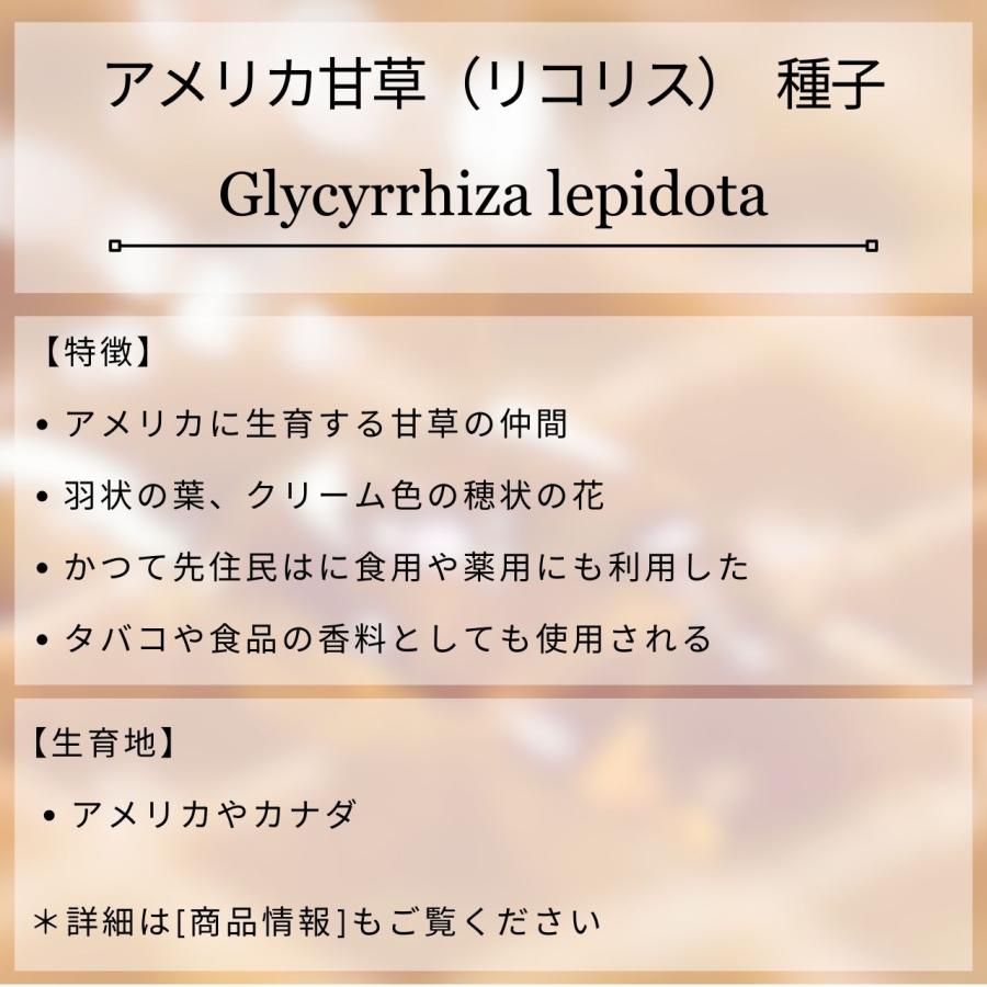 アメリカ甘草 種子 | アメリカ・リコリス - 北アメリカのハーブ - 種子 |  | 01