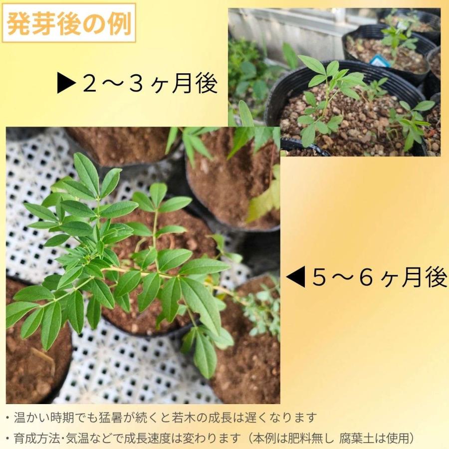 アメリカ甘草 種子 | アメリカ・リコリス - 北アメリカのハーブ - 種子 |  | 02