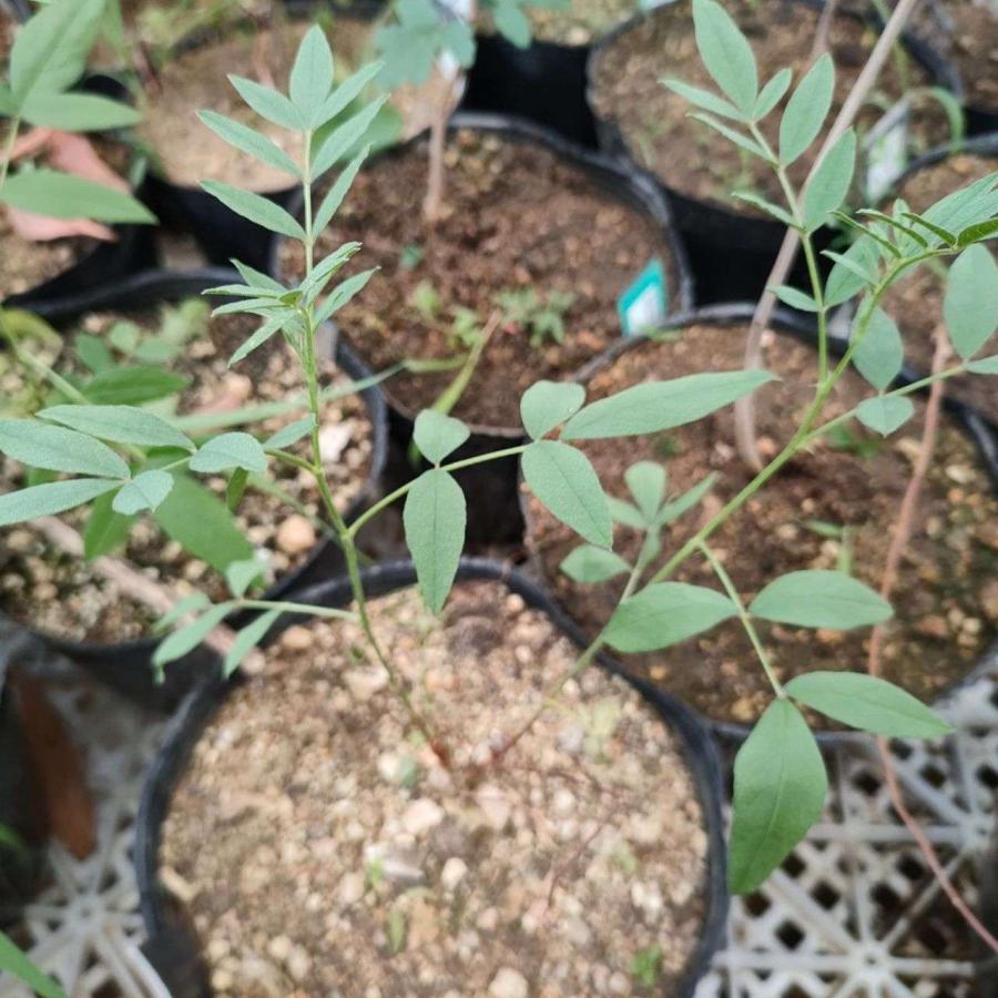 アメリカ甘草 種子 | アメリカ・リコリス - 北アメリカのハーブ - 種子 |  | 04