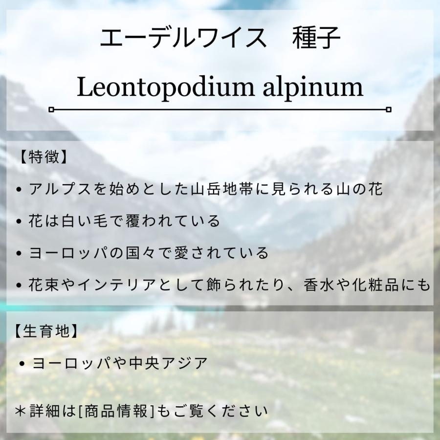 エーデルワイス 種子 | セイヨウウスユキソウ - アルプスの山の花 - 種子 |  | 01