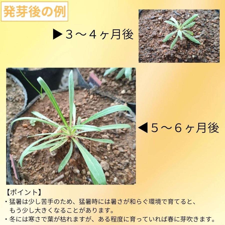 エーデルワイス 種子 | セイヨウウスユキソウ - アルプスの山の花 - 種子 |  | 02