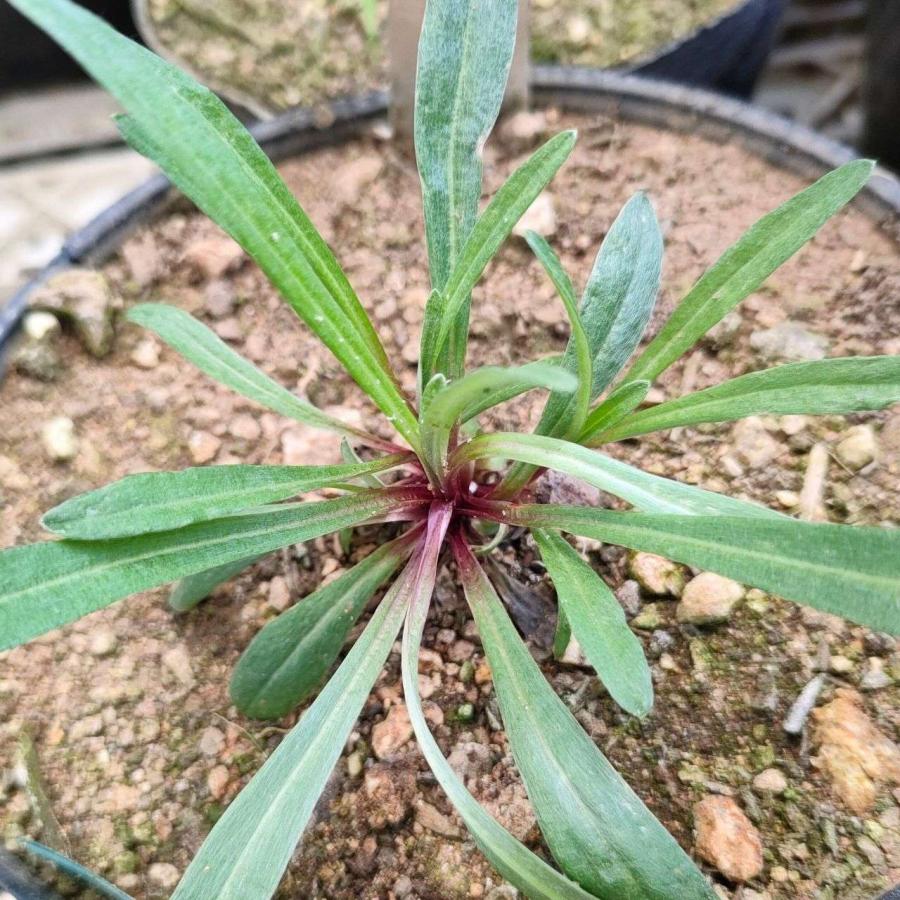 エーデルワイス 種子 | セイヨウウスユキソウ - アルプスの山の花 - 種子 |  | 03