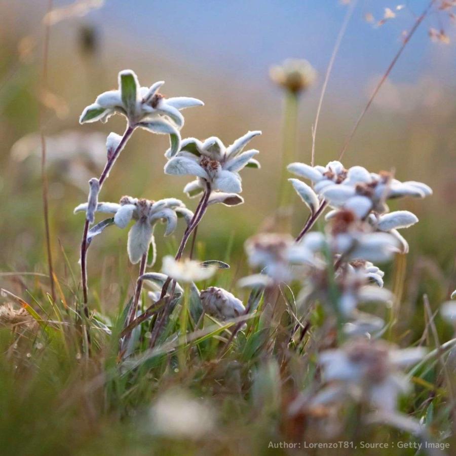 エーデルワイス 種子 | セイヨウウスユキソウ - アルプスの山の花 - 種子 |  | 04