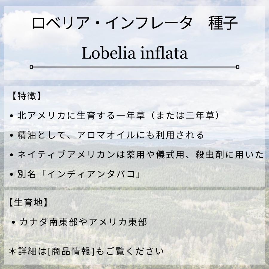 ロベリア・インフレータ 種子 | インディアン・タバコ - 北アメリカのハーブ - 種子 |  | 01