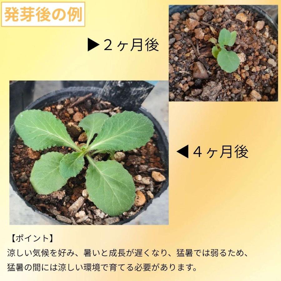 ロベリア・インフレータ 種子 | インディアン・タバコ - 北アメリカのハーブ - 種子 |  | 02