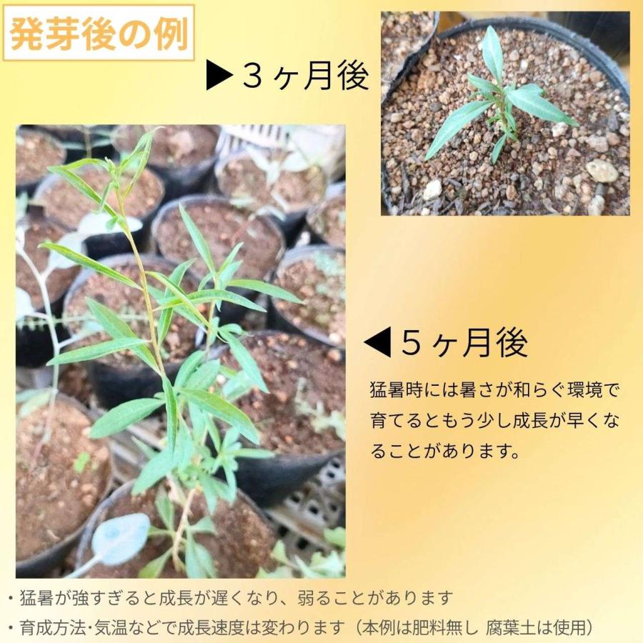 クコ（枸杞） 種子 | ウルフベリー - オレンジ色の果実 - 種子 |  | 02