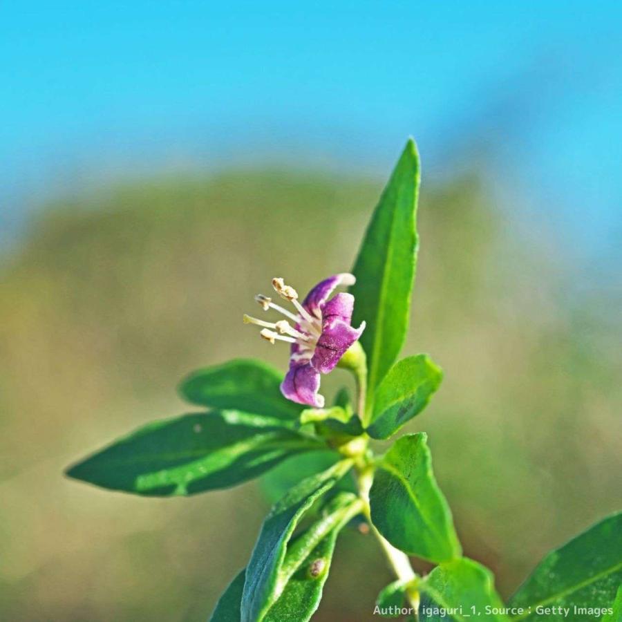 クコ（枸杞） 種子 | ウルフベリー - オレンジ色の果実 - 種子 |  | 03