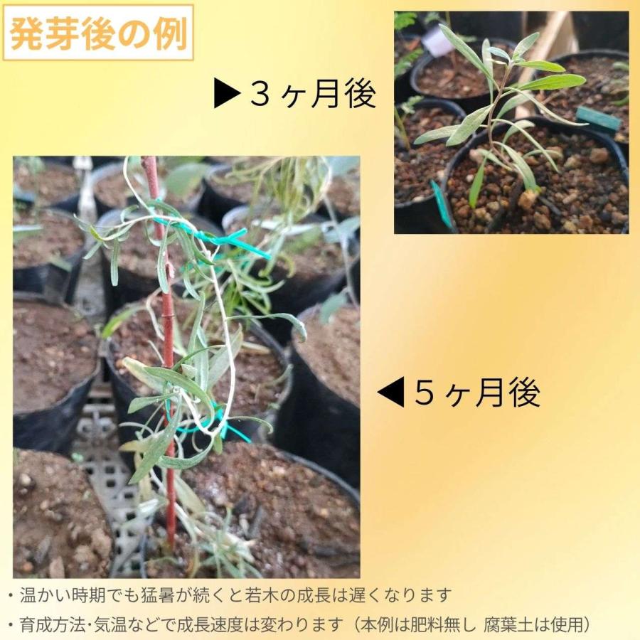 黒クコ（黒枸杞） 種子 | ブラックゴジベリー - 黒色の果実 - 種子 |  | 02