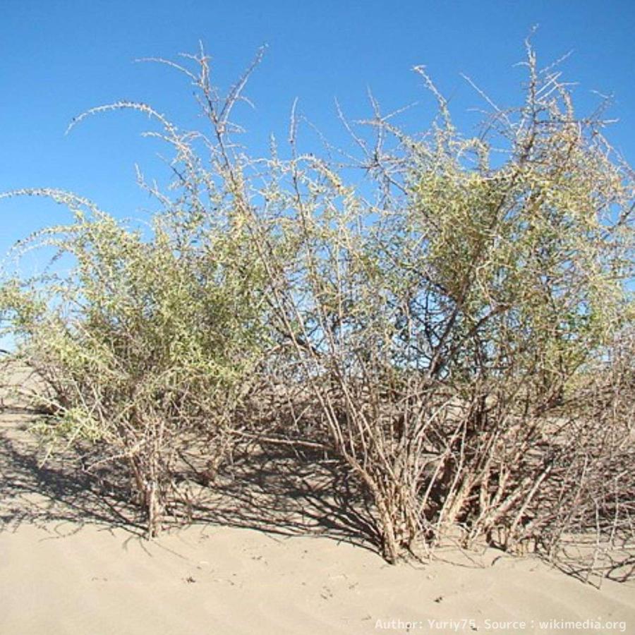 黒クコ（黒枸杞） 種子 | ブラックゴジベリー - 黒色の果実 - 種子 |  | 03