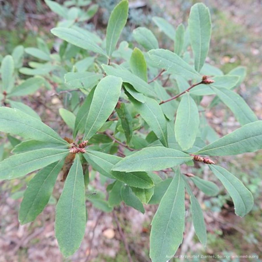 セイヨウヤチヤナギ 種子 | スウィートゲイル - 香水や香料に用いられる「甘いヤナギ」 - 種子 | 