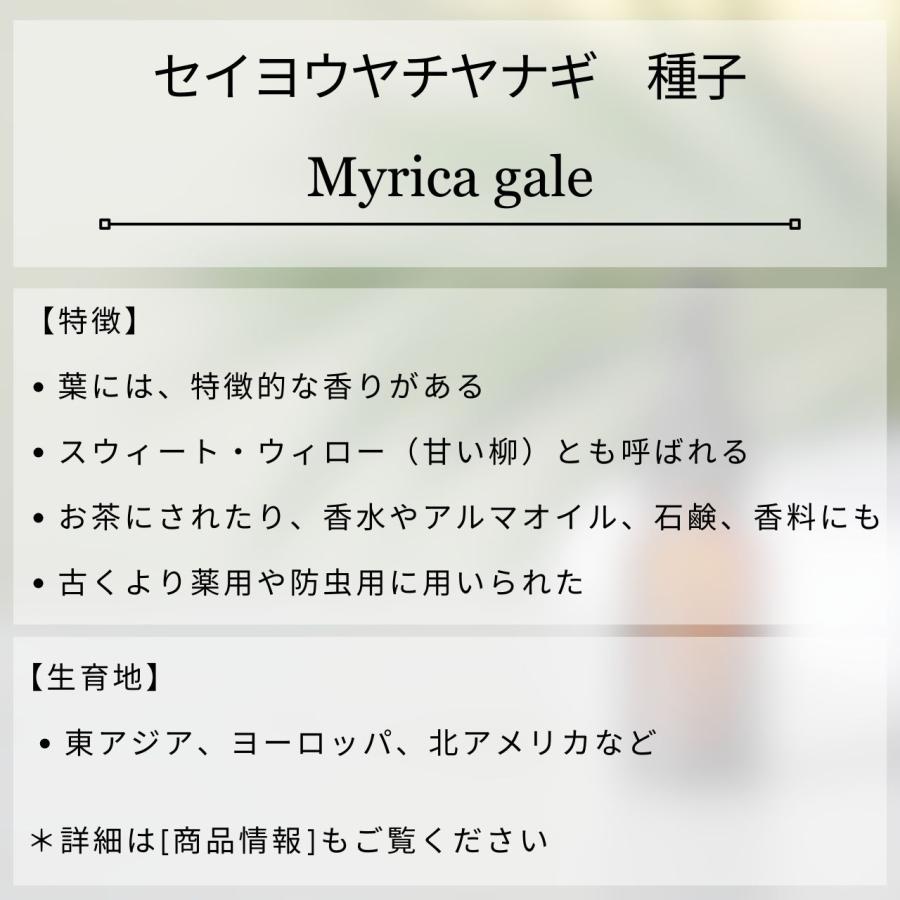 セイヨウヤチヤナギ 種子 | スウィートゲイル - 香水や香料に用いられる「甘いヤナギ」 - 種子 |  | 01
