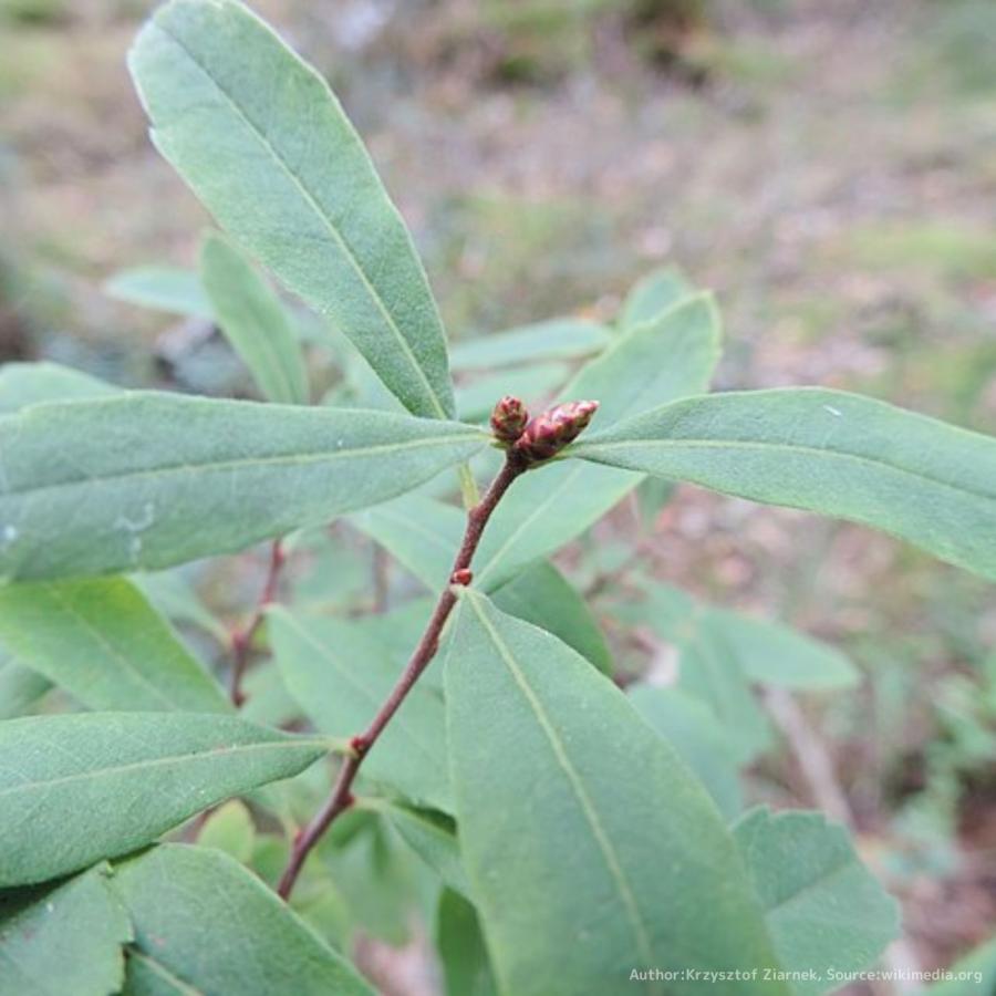 セイヨウヤチヤナギ 種子 | スウィートゲイル - 香水や香料に用いられる「甘いヤナギ」 - 種子 |  | 02