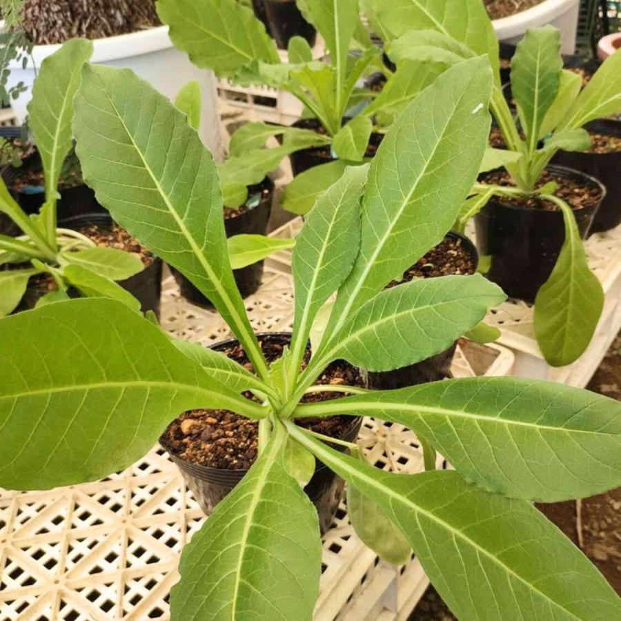 シュッコンタバコ 種子 | ニコチアナ・アラタ - 南米のハーブ - 種子 | 