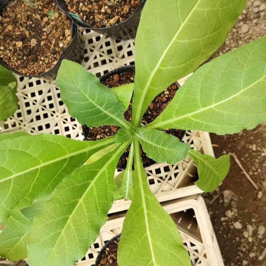 シュッコンタバコ 種子 | ニコチアナ・アラタ - 南米のハーブ - 種子 |  | 03