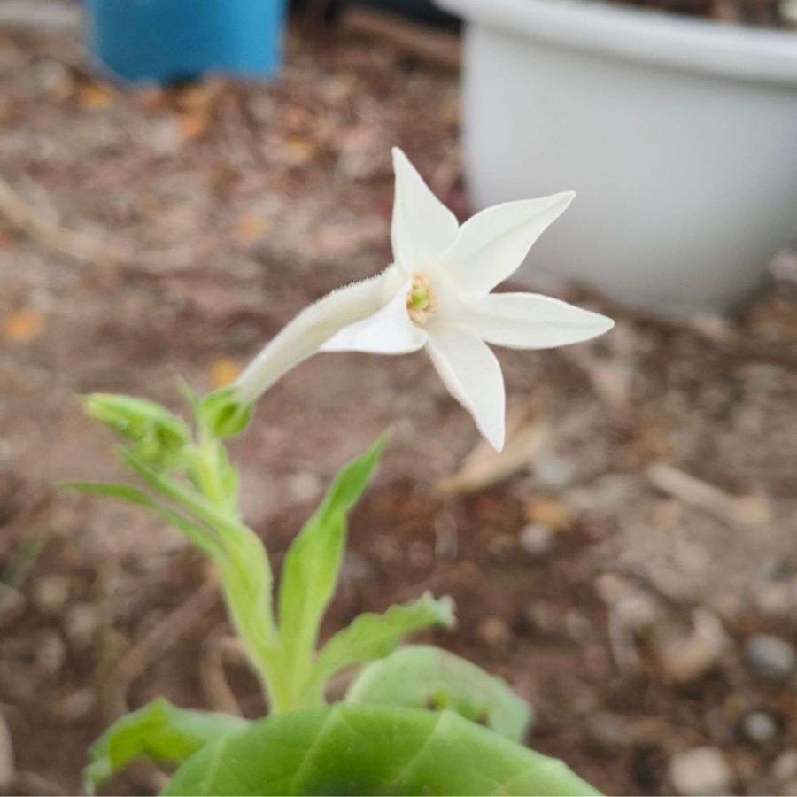 シュッコンタバコ 種子 | ニコチアナ・アラタ - 南米のハーブ - 種子 |  | 04