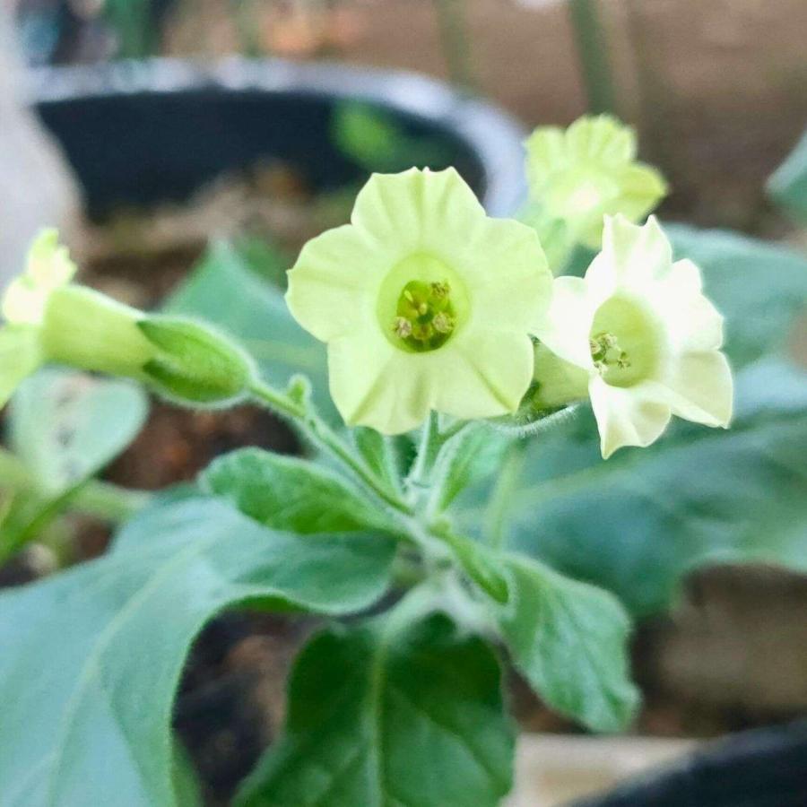 マルバタバコ 種子 | ニコチアナ・ルスティカ - 南米のハーブ - 種子 | 