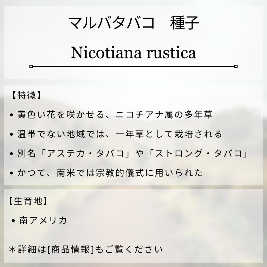 マルバタバコ 種子 | ニコチアナ・ルスティカ - 南米のハーブ - 種子 |  | 01