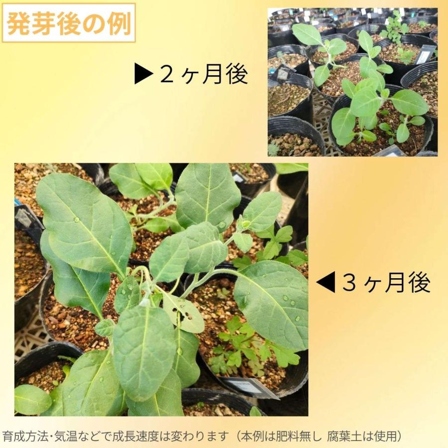 マルバタバコ 種子 | ニコチアナ・ルスティカ - 南米のハーブ - 種子 |  | 02