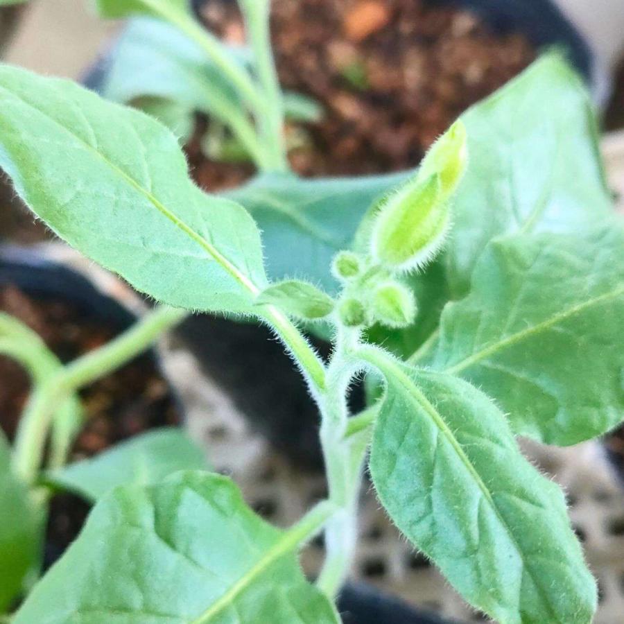 マルバタバコ 種子 | ニコチアナ・ルスティカ - 南米のハーブ - 種子 |  | 03