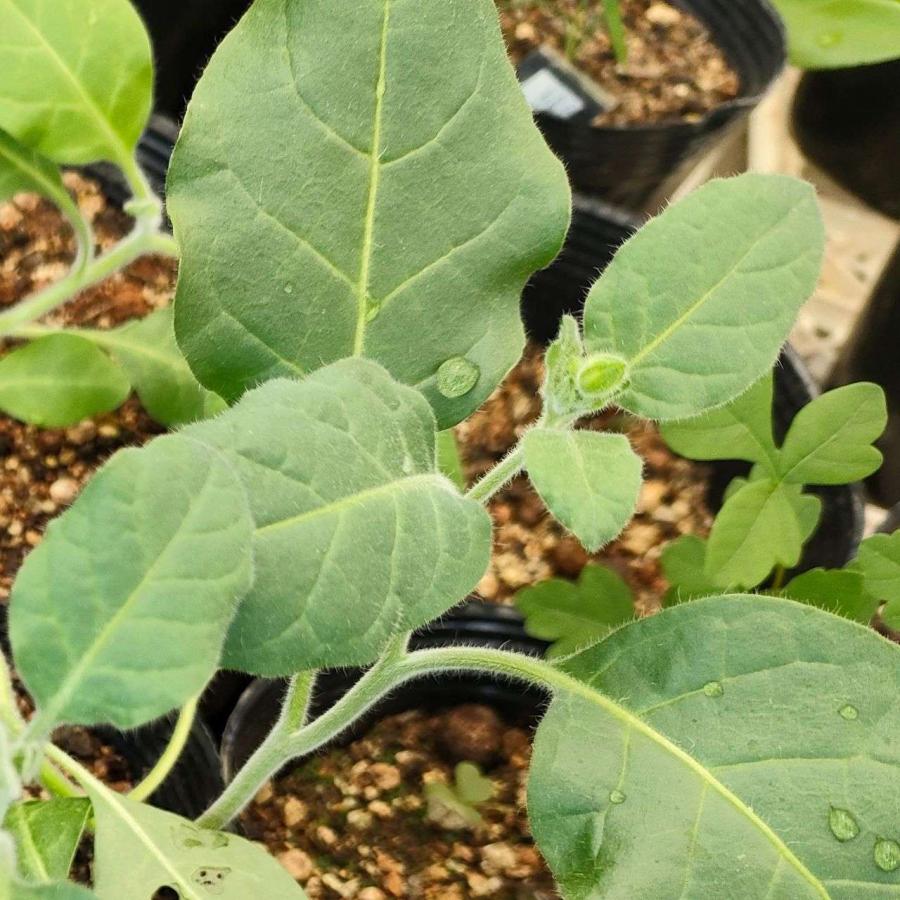 マルバタバコ 種子 | ニコチアナ・ルスティカ - 南米のハーブ - 種子 |  | 04