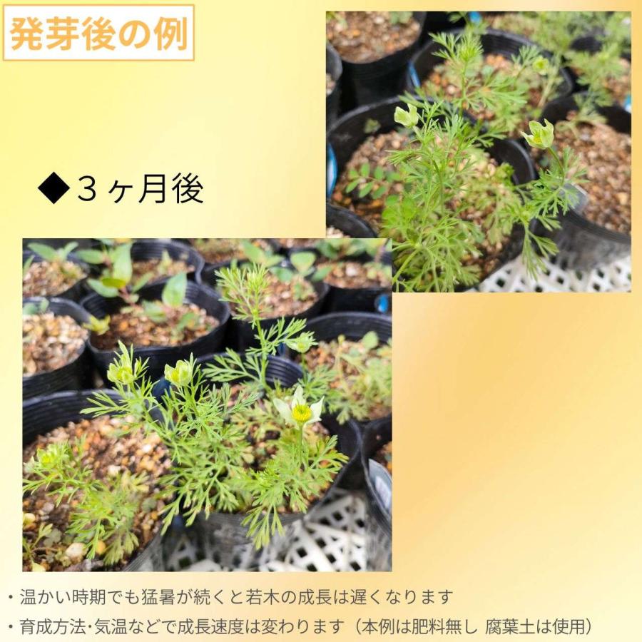 ニゲラ・サティバ 種子 | ブラッククミン - ブラックシードの一種 - 種子 |  | 02