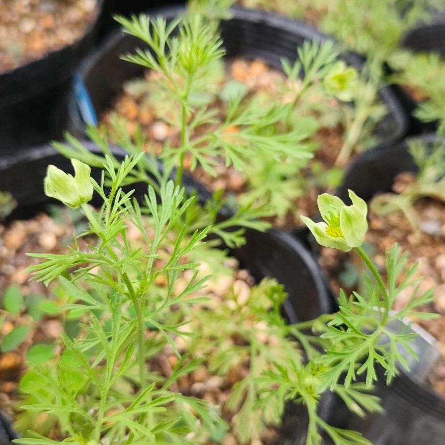 ニゲラ・サティバ 種子 | ブラッククミン - ブラックシードの一種 - 種子 |  | 03