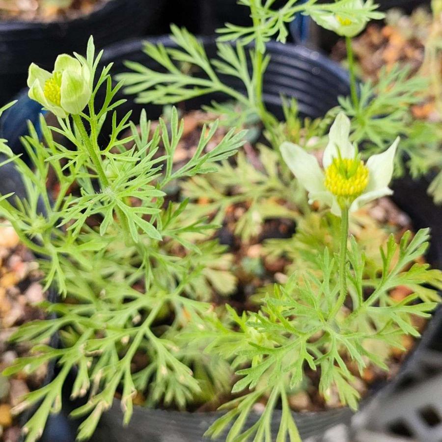 ニゲラ・サティバ 種子 | ブラッククミン - ブラックシードの一種 - 種子 |  | 04