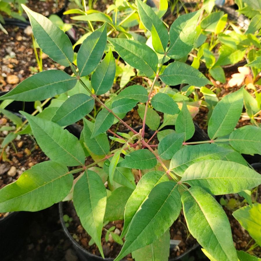 ルス・コパリナム 種子 | シャイニング・スマック - 翼のあるウルシ、輝くウルシ、紅葉 - 種子 | 