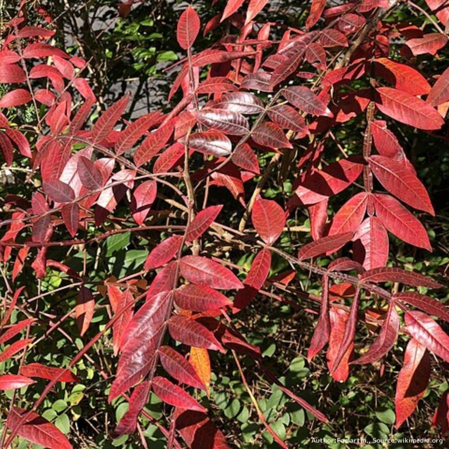 ルス・コパリナム 種子 | シャイニング・スマック - 翼のあるウルシ、輝くウルシ、紅葉 - 種子 |  | 02