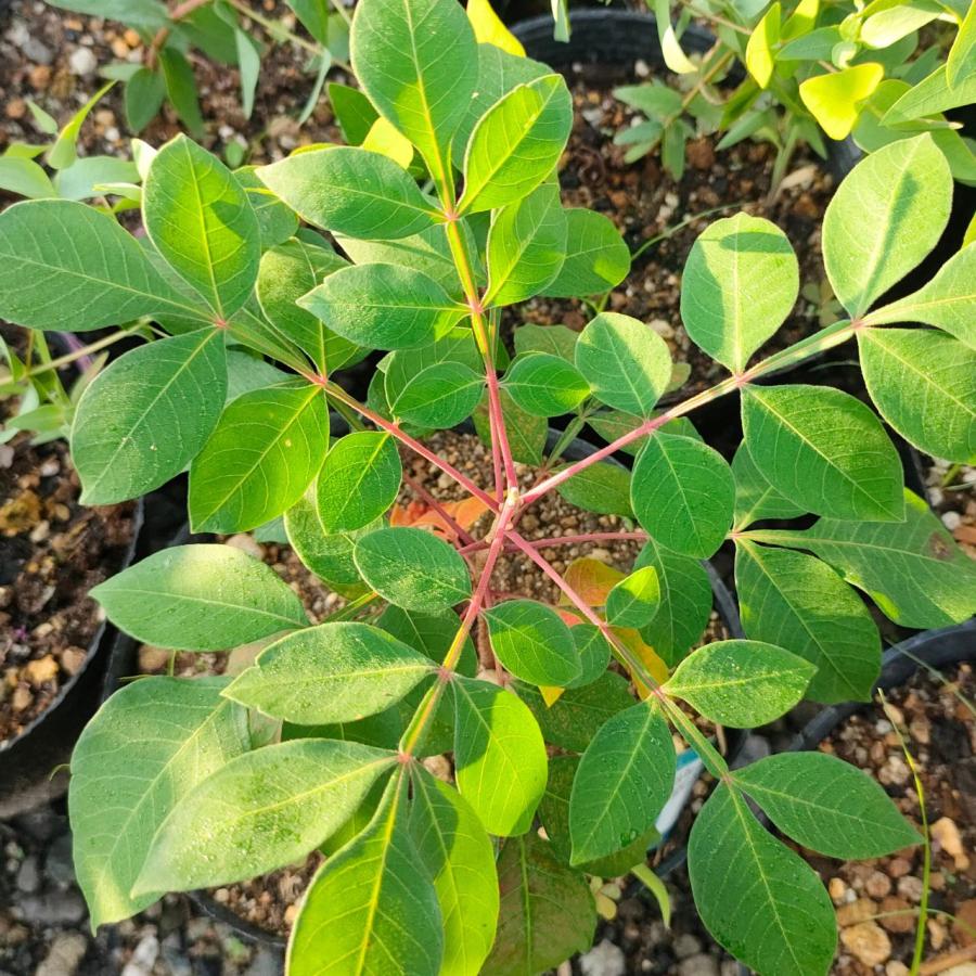 ルス・コパリナム 種子 | シャイニング・スマック - 翼のあるウルシ、輝くウルシ、紅葉 - 種子 |  | 03