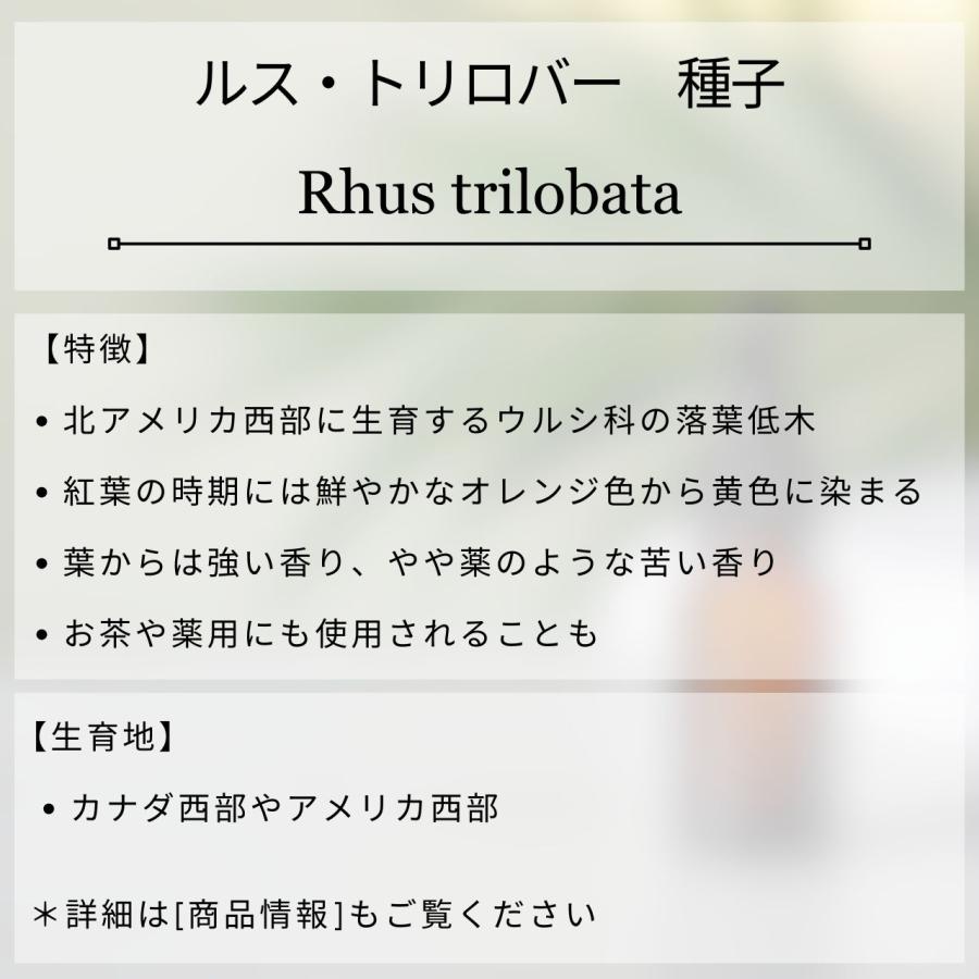 ルス・トリロバータ 種子 | サワーベリー - 薬のような苦い香りのウルシ、紅葉 - 種子 |  | 01