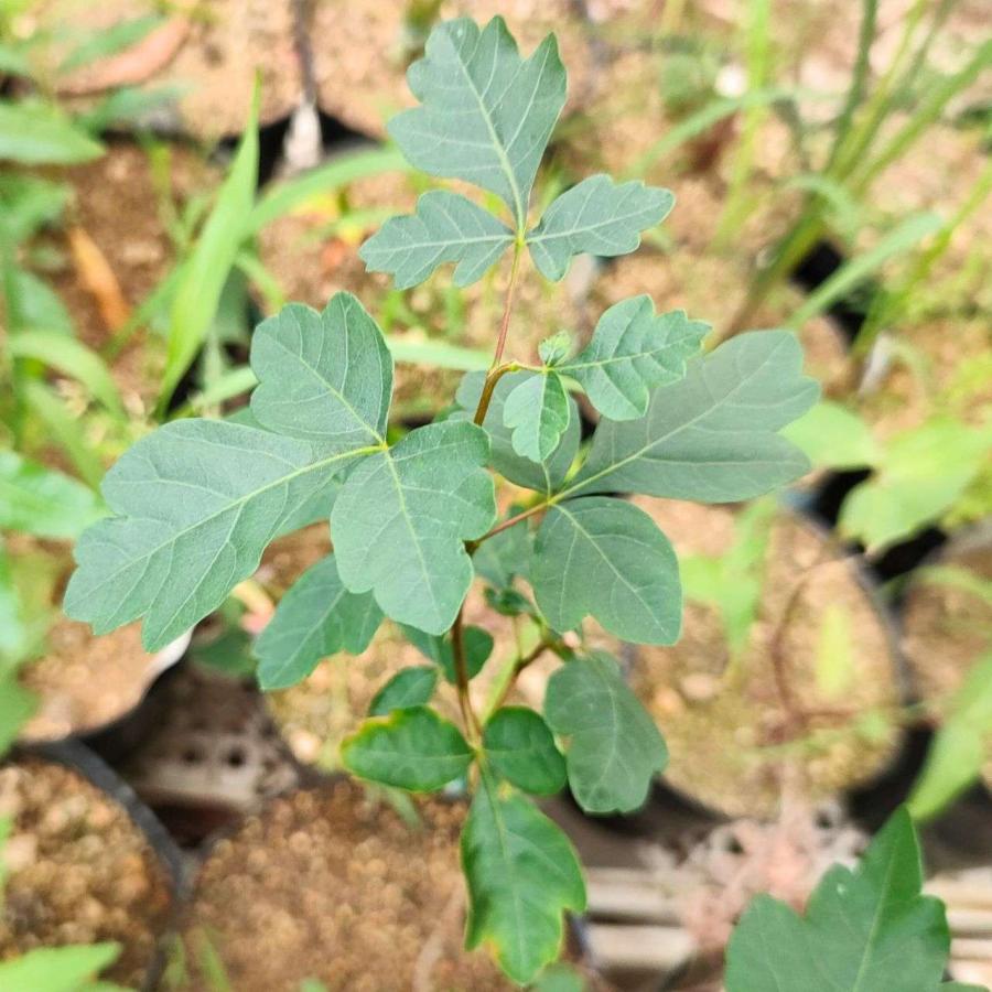 ルス・トリロバータ 種子 | サワーベリー - 薬のような苦い香りのウルシ、紅葉 - 種子 |  | 04