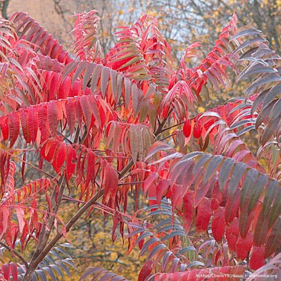 ルス・ティフィナ 種子 | スタッグホーン・スマック - 牡鹿の角のウルシ - 種子 | 