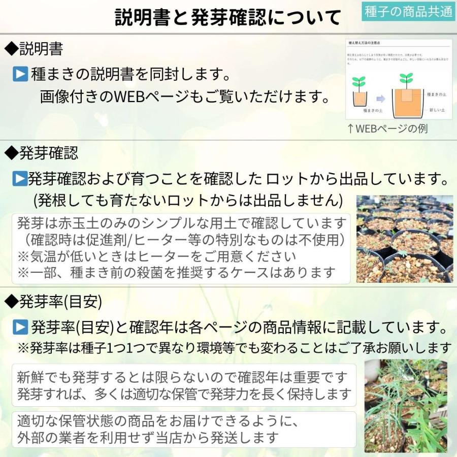 ルス・ティフィナ 種子 | スタッグホーン・スマック - 牡鹿の角のウルシ - 種子 |  | 03