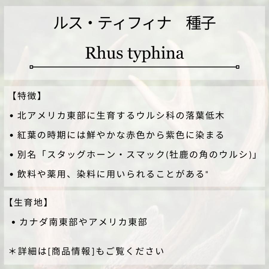 ルス・ティフィナ 種子 | スタッグホーン・スマック - 牡鹿の角のウルシ - 種子 |  | 01