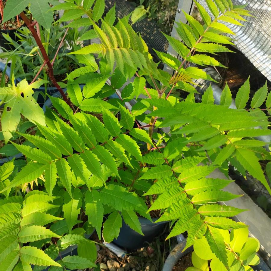 ルス・ティフィナ 種子 | スタッグホーン・スマック - 牡鹿の角のウルシ - 種子 |  | 02