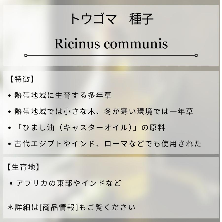 トウゴマ 種子 | キャスターオイル（ひまし油）の植物として有名 - 種子 |  | 01