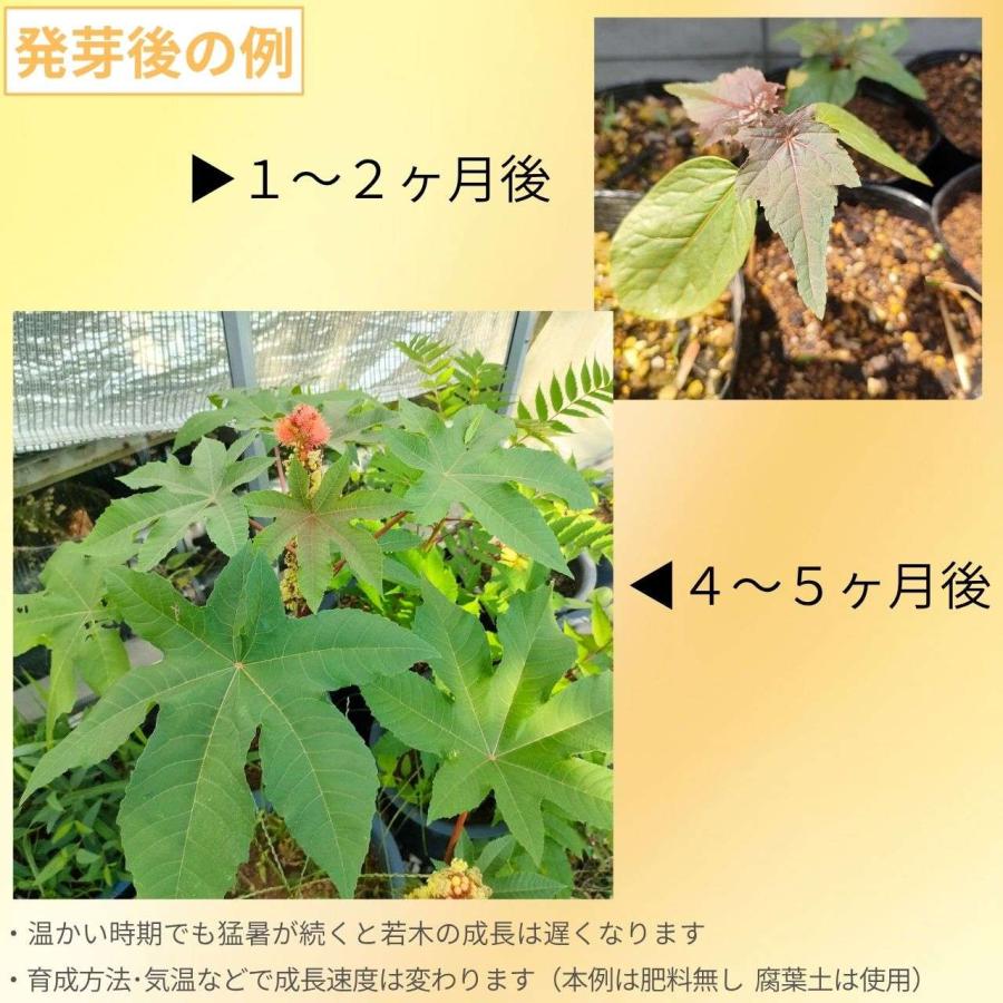 トウゴマ 種子 | キャスターオイル（ひまし油）の植物として有名 - 種子 |  | 02